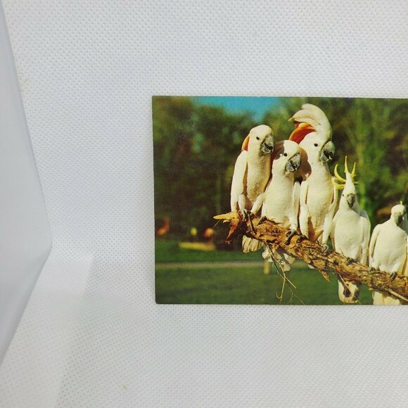 Gulf Stream Card Cockatoos At Hialeah Park Florida Miami Bird Postcard Animal - Picture 2 of 12